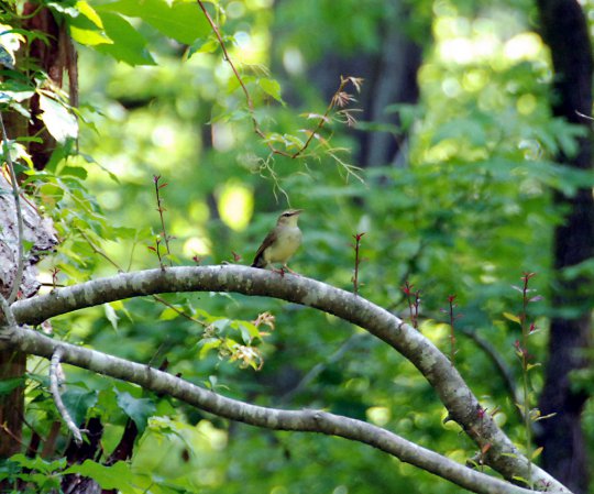 Photo (7): Swainson's Warbler