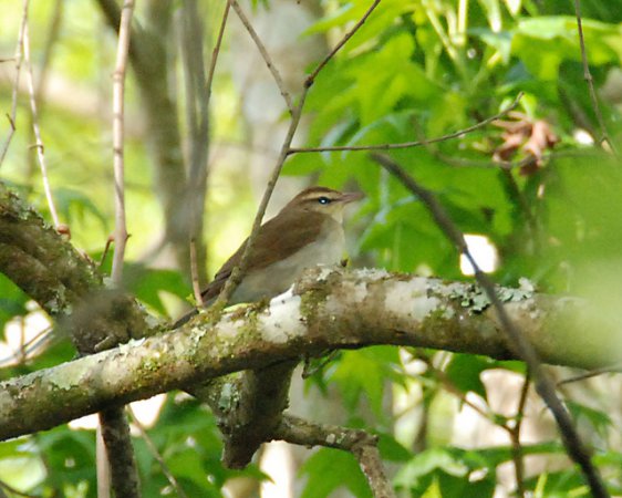 Photo (6): Swainson's Warbler