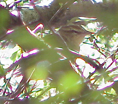 Photo (9): Swainson's Warbler