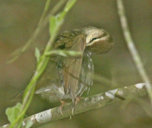 Photo (4): Swainson's Warbler