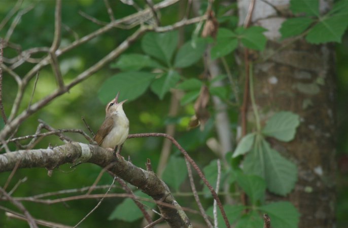 Photo (10): Swainson's Warbler