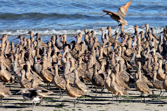 Photo (17): Marbled Godwit