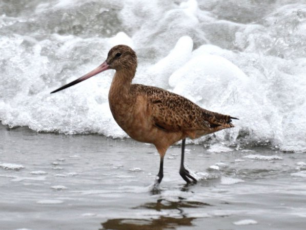 Photo (16): Marbled Godwit