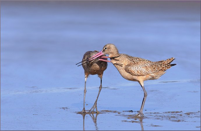 Photo (11): Marbled Godwit