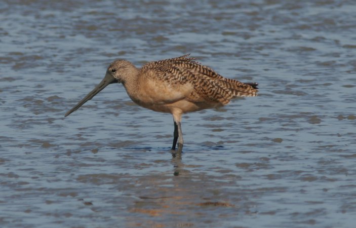 Photo (12): Marbled Godwit