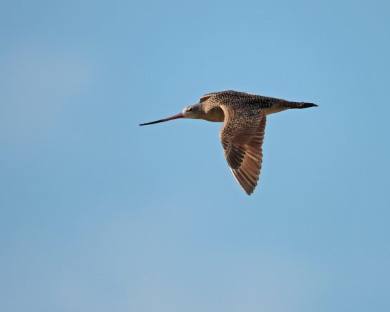 Photo (6): Marbled Godwit