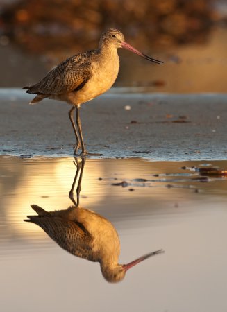 Photo (13): Marbled Godwit