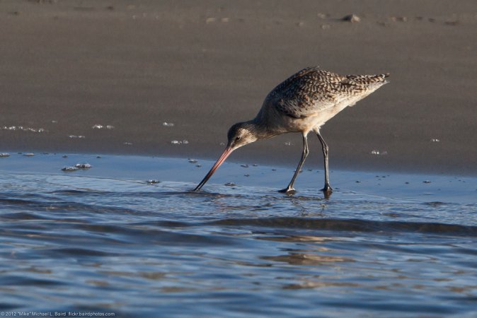 Photo (15): Marbled Godwit