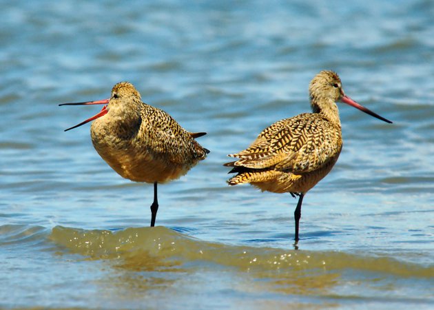 Photo (3): Marbled Godwit