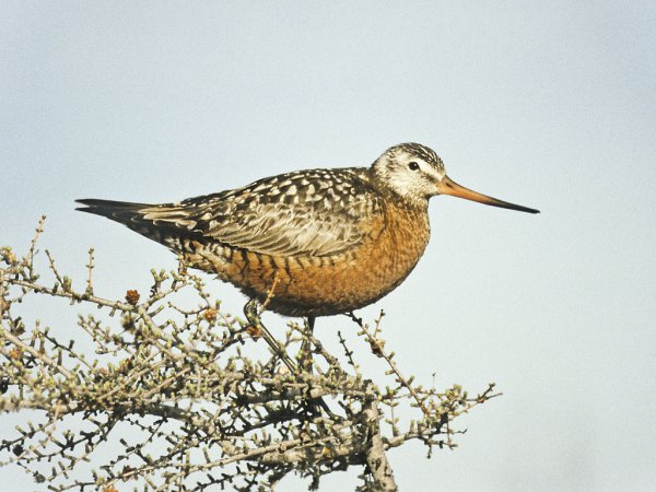 Photo (10): Hudsonian Godwit