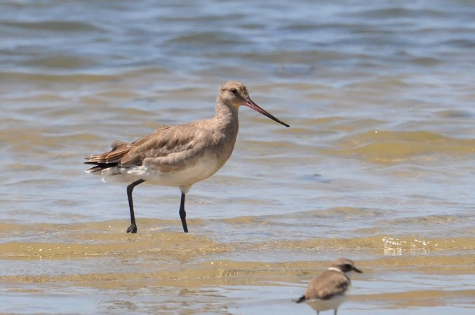 Photo (15): Hudsonian Godwit