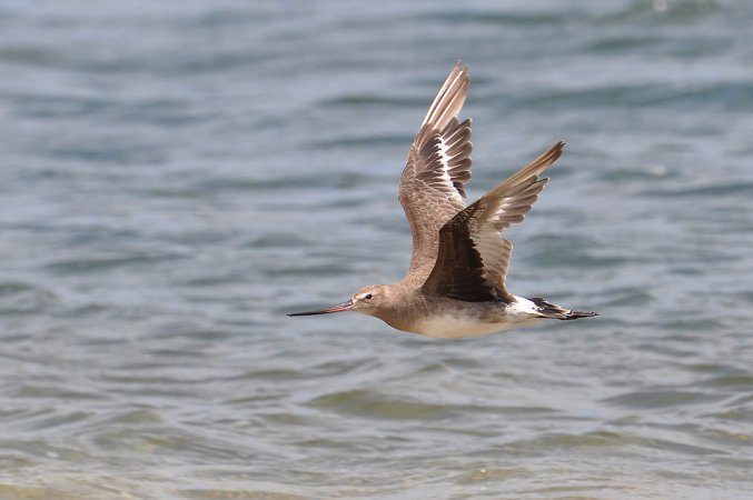 Photo (11): Hudsonian Godwit