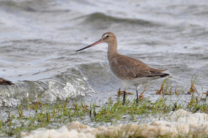 Photo (12): Hudsonian Godwit