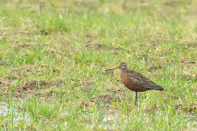 Photo (3): Hudsonian Godwit