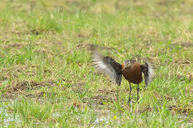 Photo (9): Hudsonian Godwit