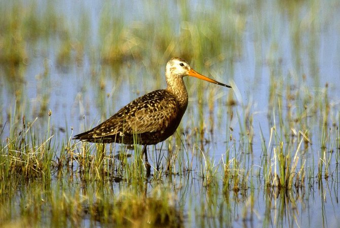 Photo (5): Hudsonian Godwit