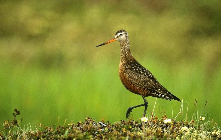 Photo (6): Hudsonian Godwit