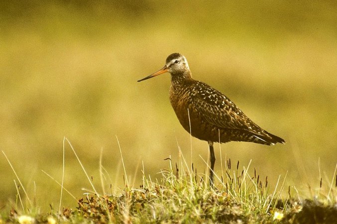 Photo (4): Hudsonian Godwit