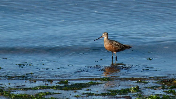 Photo (8): Hudsonian Godwit