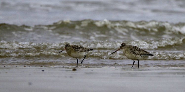Photo (6): Bar-tailed Godwit