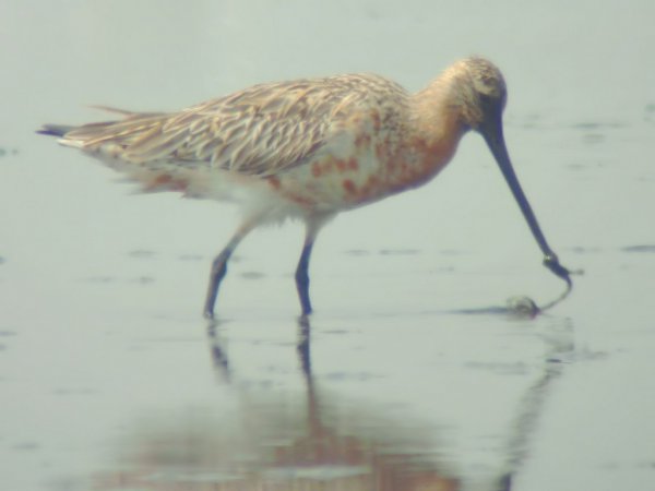 Photo (13): Bar-tailed Godwit