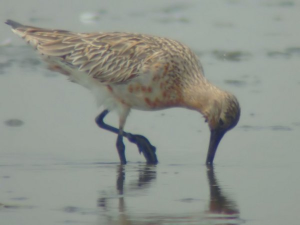 Photo (14): Bar-tailed Godwit
