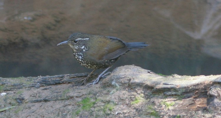Photo (3): Sharp-tailed Streamcreeper