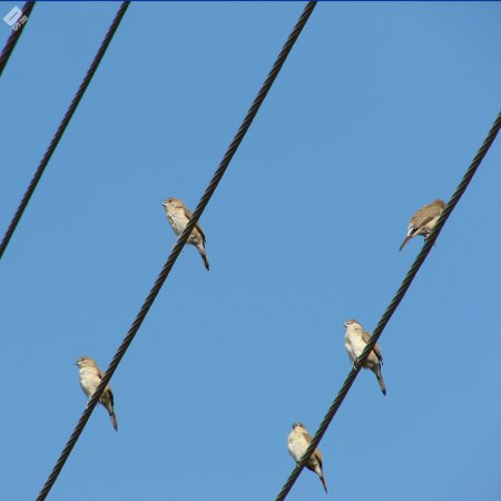 Photo (3): Indian Silverbill