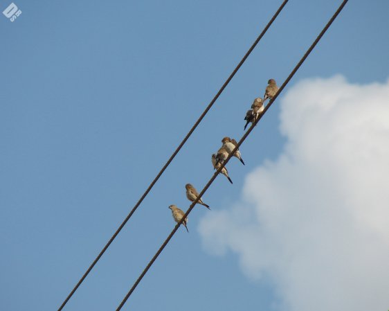 Photo (4): Indian Silverbill