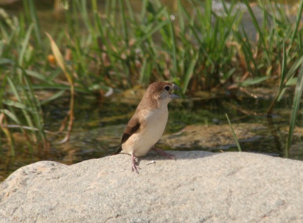 Photo (2): Indian Silverbill