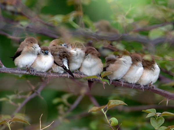 Photo (1): Indian Silverbill