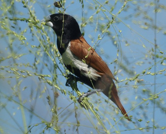 Photo (5): Tricolored Munia