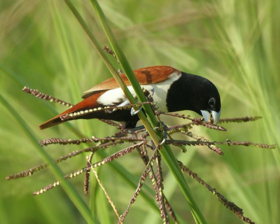 Photo (4): Tricolored Munia