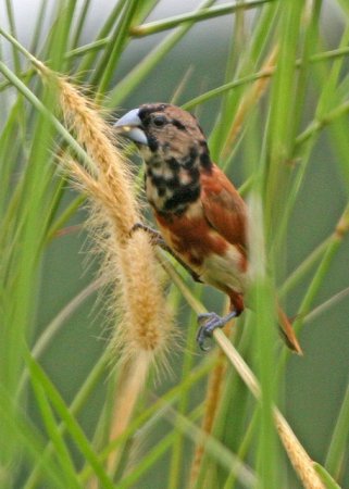 Photo (2): Tricolored Munia