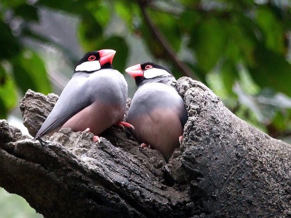 Photo (3): Java Sparrow