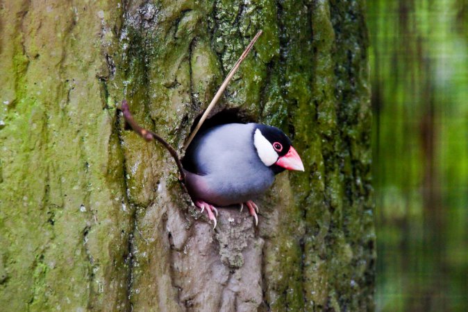 Photo (8): Java Sparrow