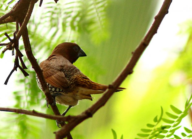 Photo (2): Scaly-breasted Munia