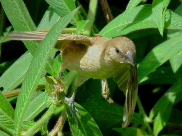 Photo (21): Scaly-breasted Munia