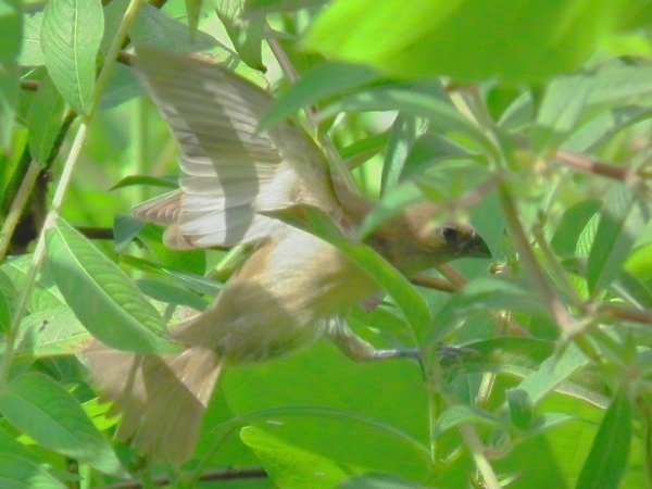 Photo (22): Scaly-breasted Munia