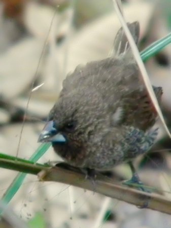 Photo (17): Scaly-breasted Munia