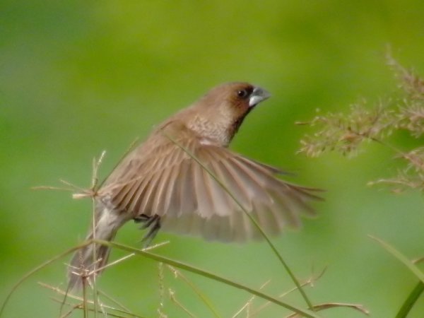 Photo (18): Scaly-breasted Munia