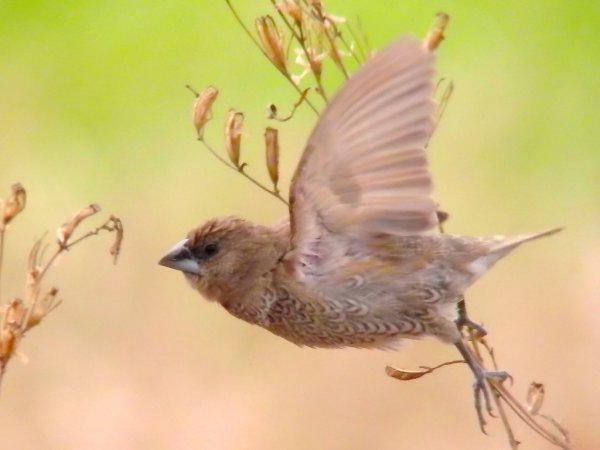 Photo (3): Scaly-breasted Munia