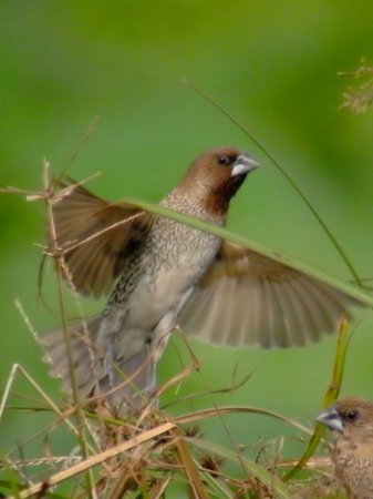 Photo (11): Scaly-breasted Munia