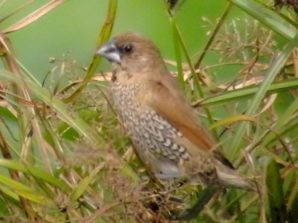 Photo (16): Scaly-breasted Munia