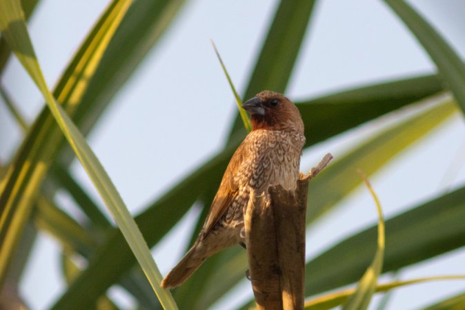 Photo (8): Scaly-breasted Munia
