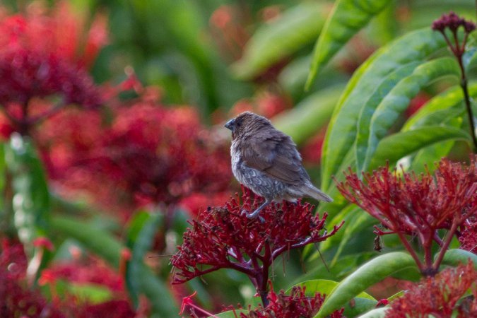Photo (19): Scaly-breasted Munia