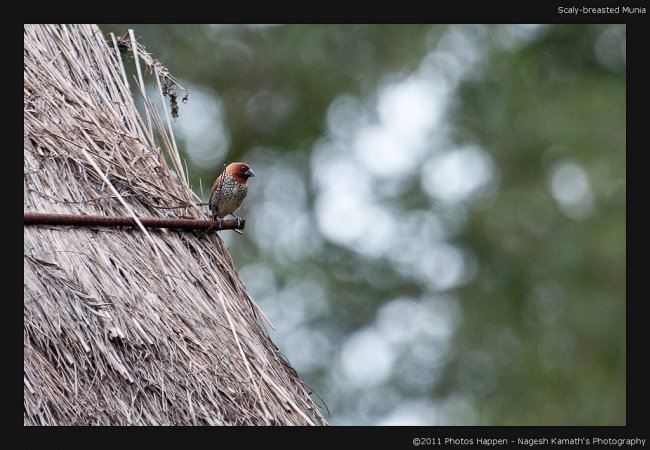 Photo (6): Scaly-breasted Munia