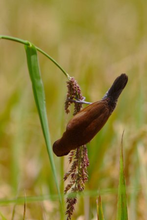 Photo (9): Scaly-breasted Munia