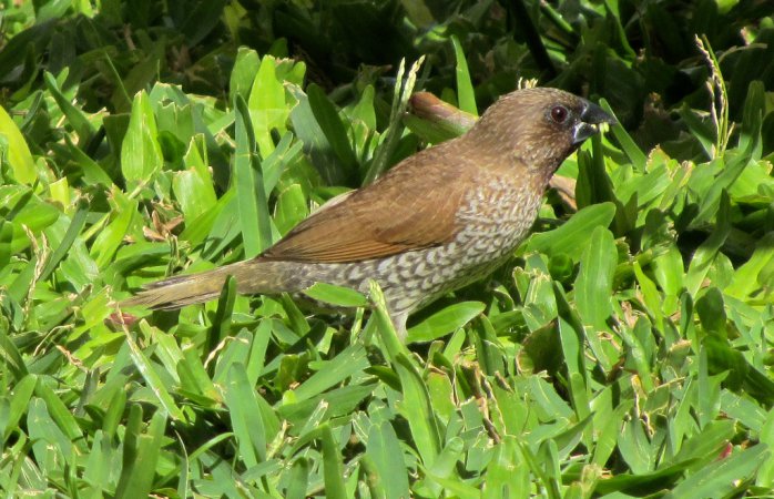 Photo (4): Scaly-breasted Munia