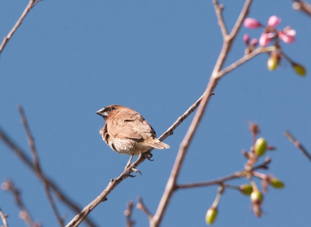 Photo (20): Scaly-breasted Munia